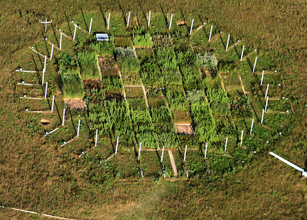 patchwork of growth effects in a matrix of treatments