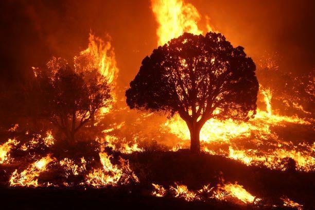 wildland fire silouatting a tree