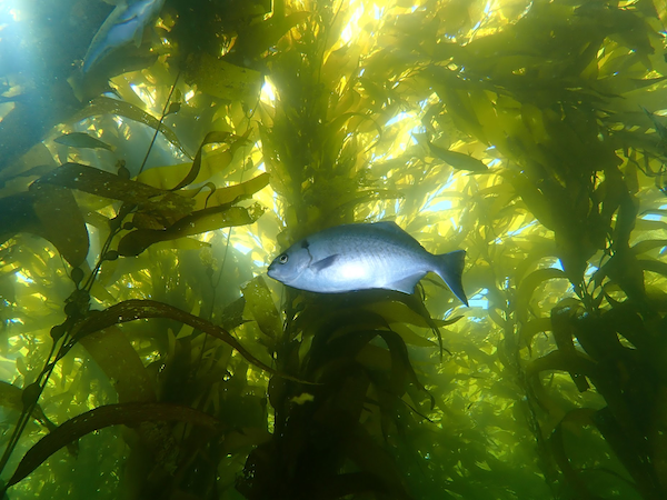 fish, swimming among kelp