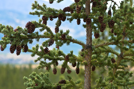 spruce tree laden with comes