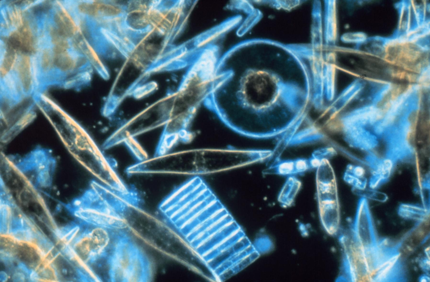 micrograph of diatoms