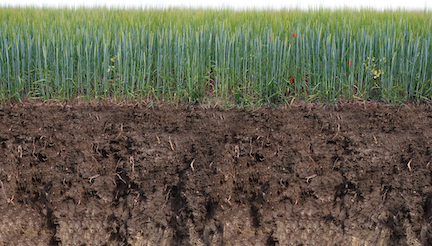 barley sprouts growing on deep organic soil