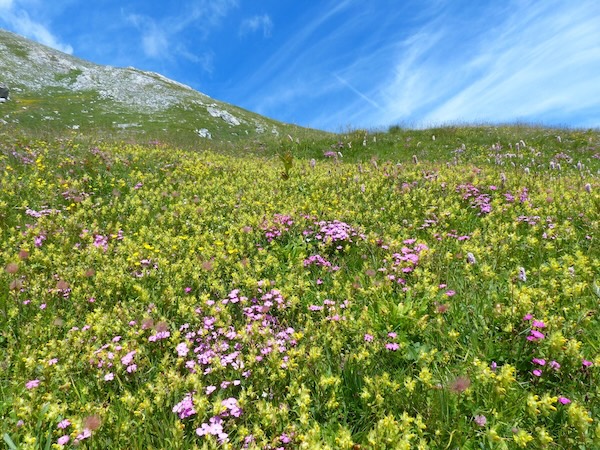 A flower filled meadow in foothills