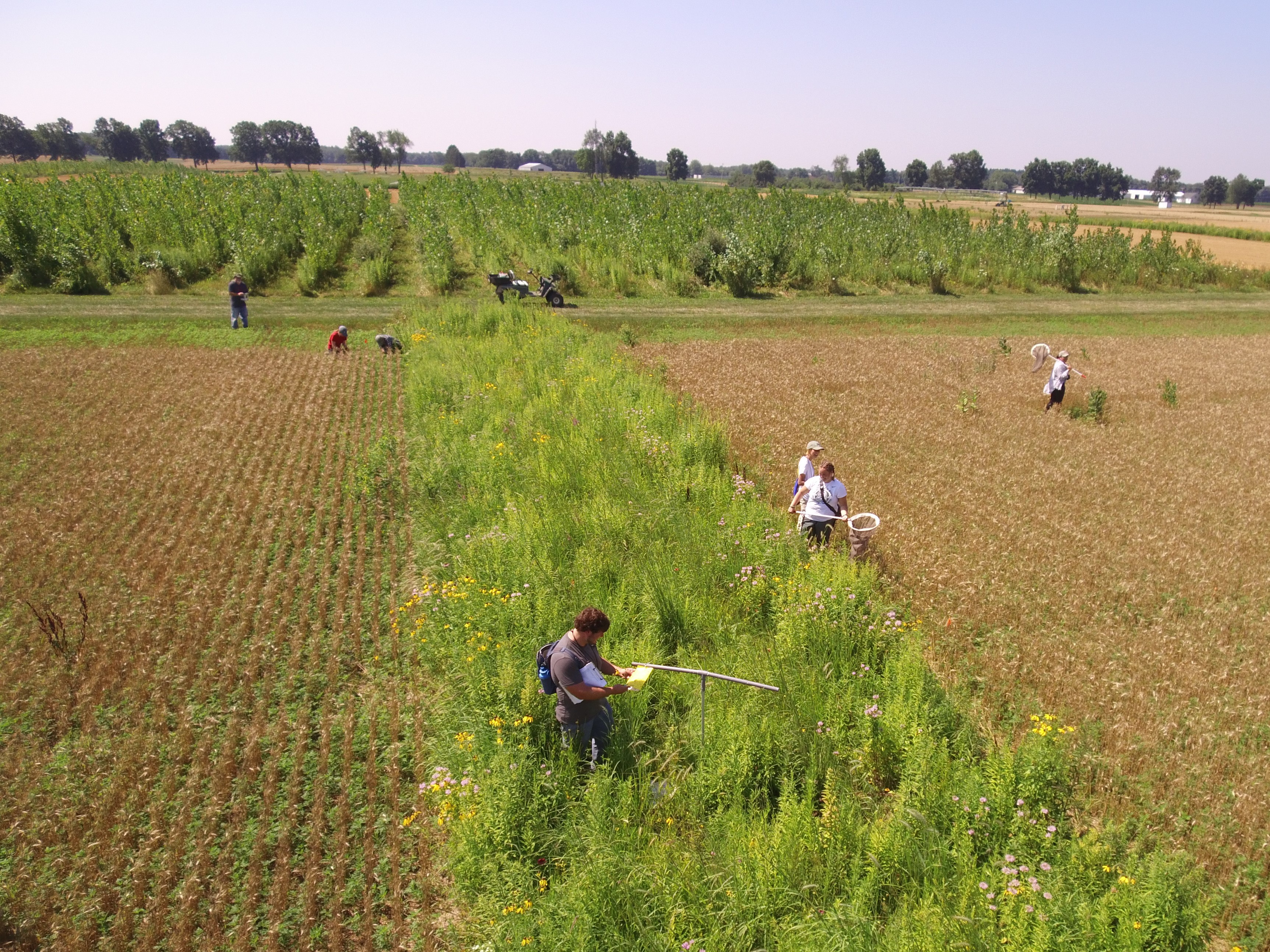 Photo of people walking sampling insects at a farm where a wildflower strip has been planted between two row-cropped areas