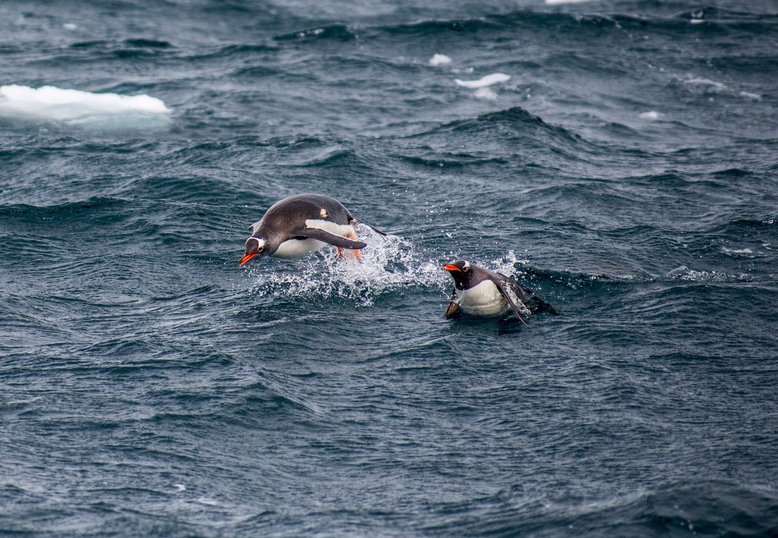 Photo of two penguins swimming in icy water