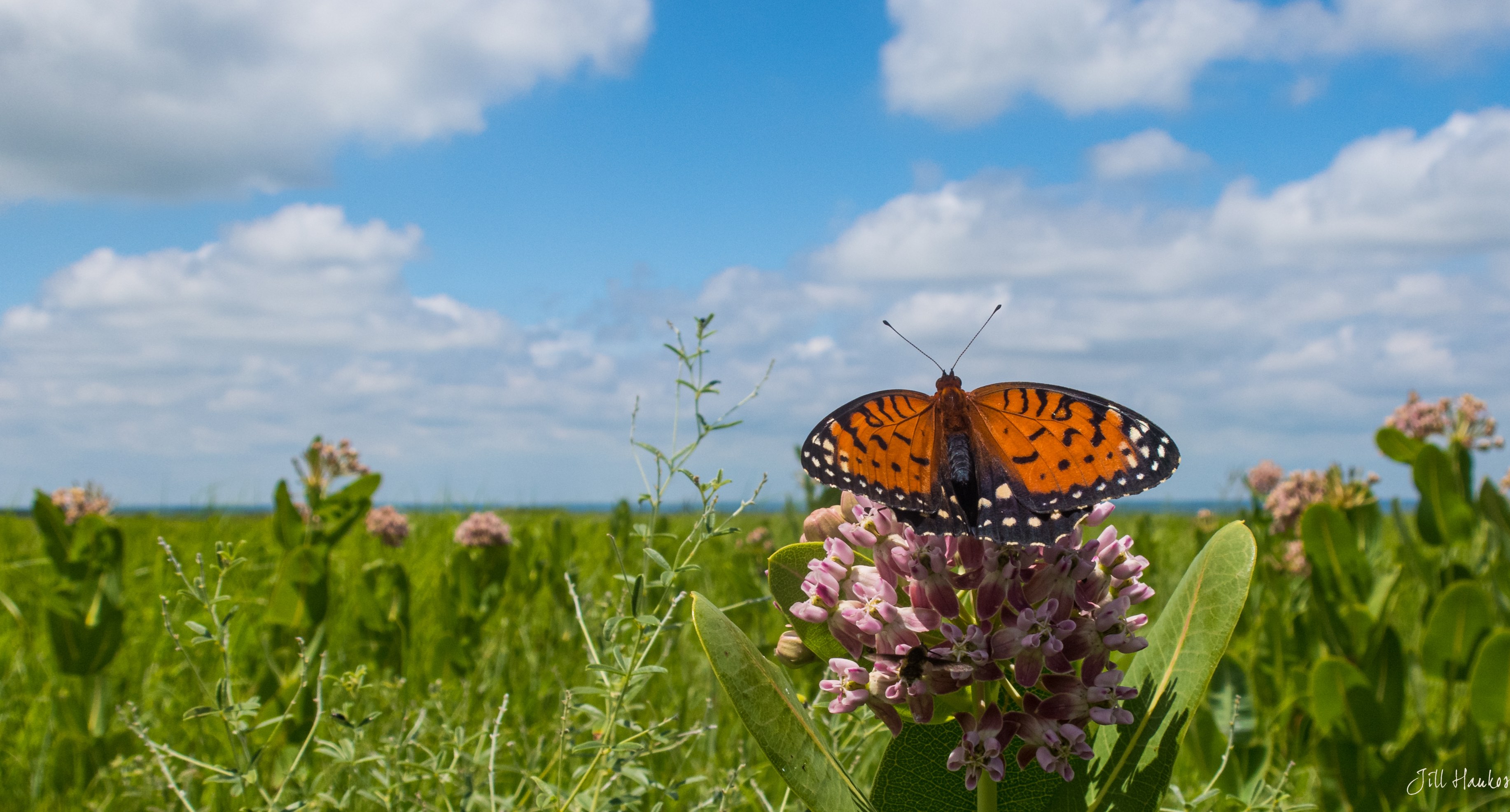 Photo of an orange-and-black butterfly nectaring on a pink milkweed flower