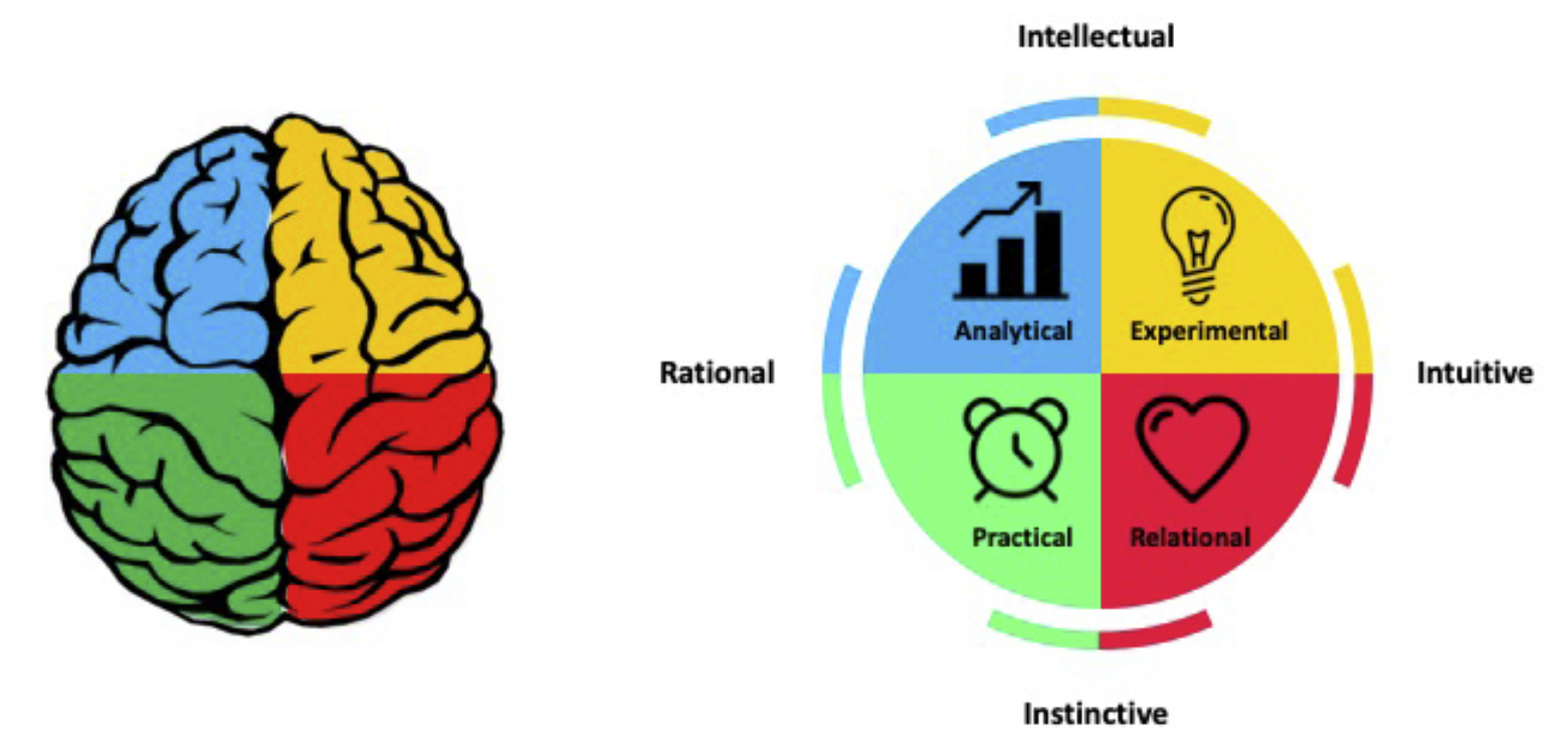 Top-down image of a human brain divided into four sections next to a circle divided into the same sections. Top left of both is blue, labeled 'analytical' in the circle. Top right is yellow, labeled 'experimental' in the circle. Bottom right is red and labeled 'relational' in circle. Bottom left is green and is labeled 'practical' in the circle. The circle also labels the lines separating each pair of adjacent quadrants as follows: analytical and experimental is 'intellectual', experimental and relational is 'intuitive', relational and practical is 'instinctive', and practical and analytical is 'rational'.